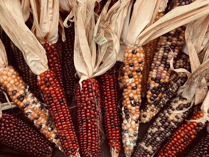 Fall Harvest Festival