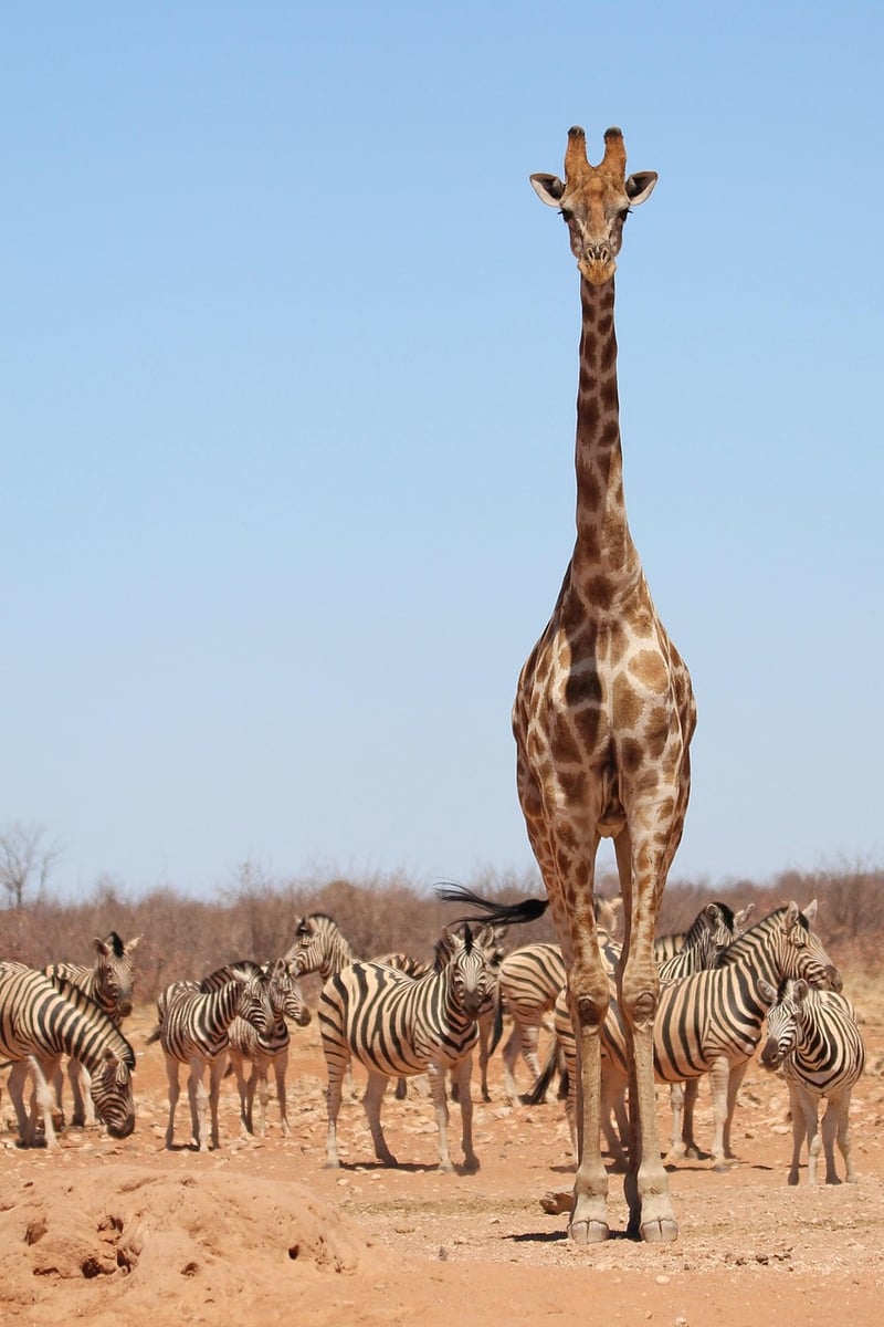 Safari Adventure